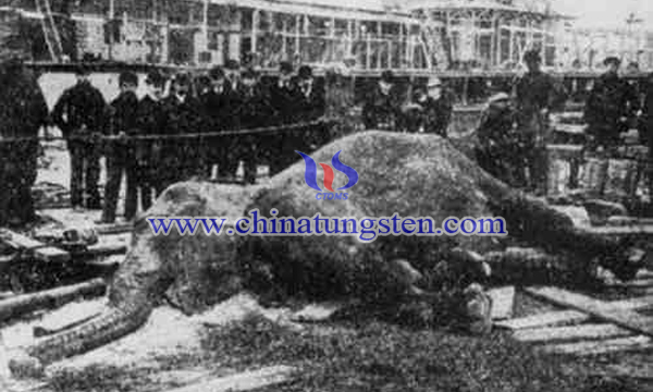 1903年被电死的纽约公园马戏团大象“图泼西”。（纪录片Electrocuting an Elephant）
